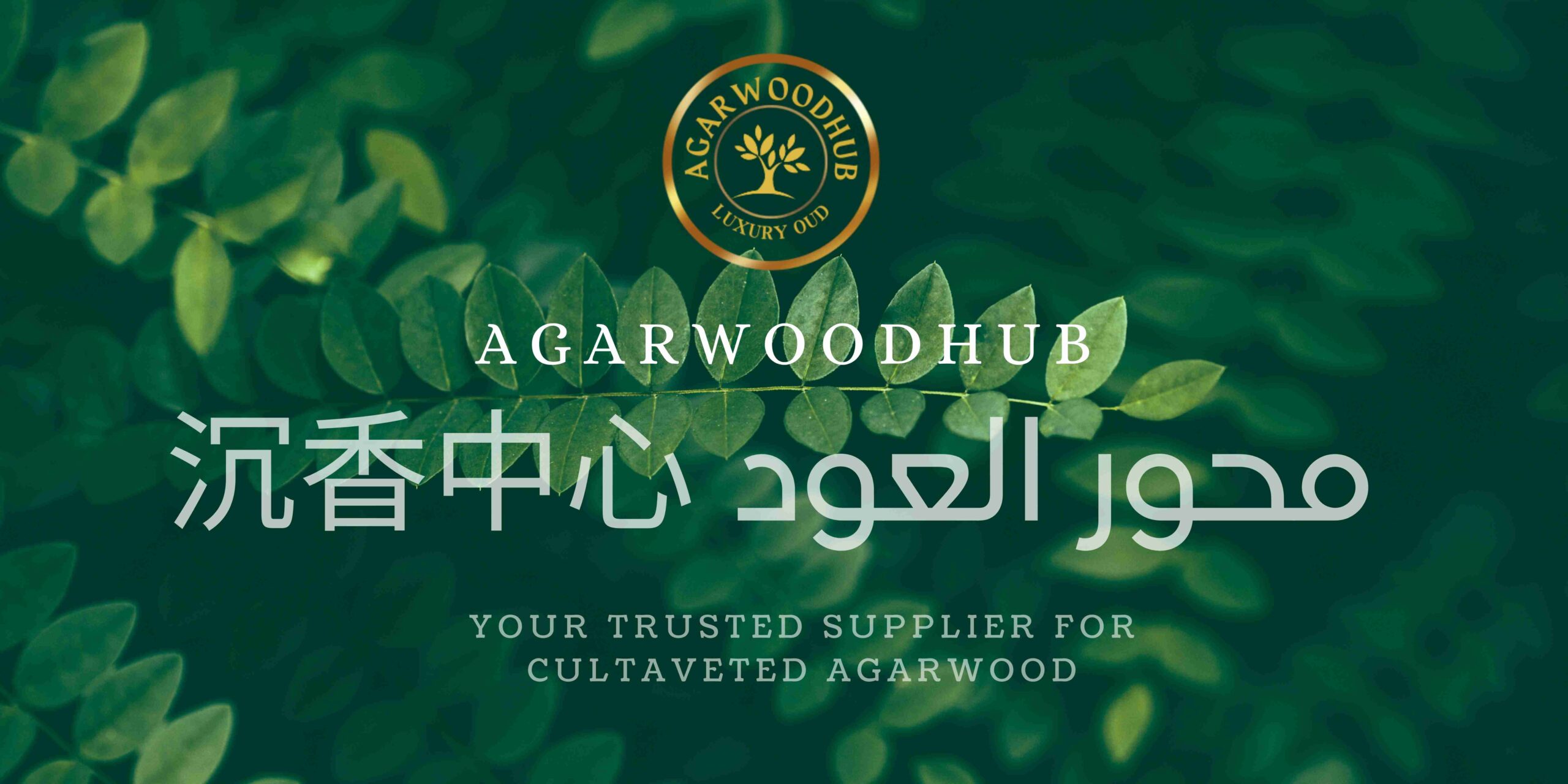 沉香 agarwood Malaysia عود دهن